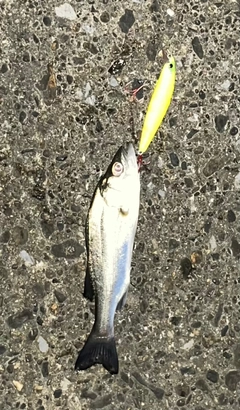 シーバスの釣果