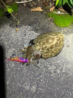 コウイカの釣果