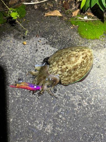 コウイカの釣果