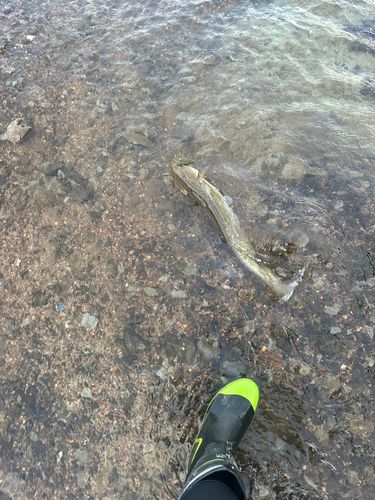 マナマズの釣果