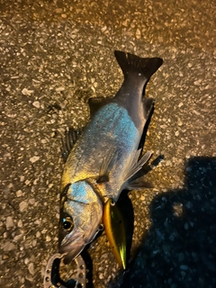 セイゴ（ヒラスズキ）の釣果