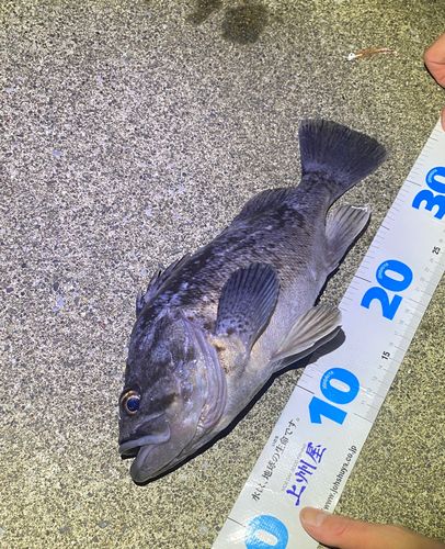 クロソイの釣果