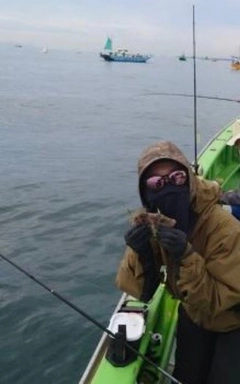 カワハギの釣果