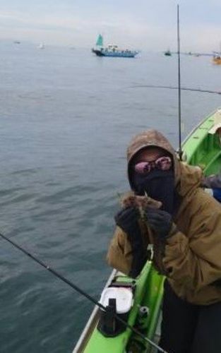 カワハギの釣果