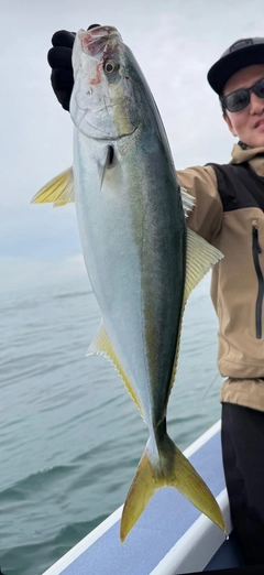 ワラサの釣果
