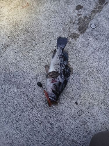 クロソイの釣果