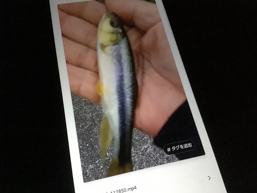 カワムツの釣果