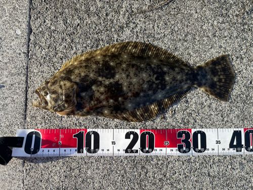 ヒラメの釣果