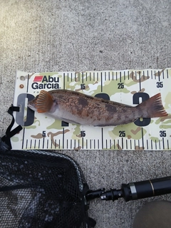 アイナメの釣果