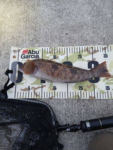 アイナメの釣果