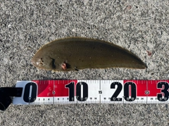 シタビラメの釣果