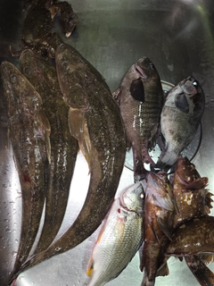 クチブトグレの釣果