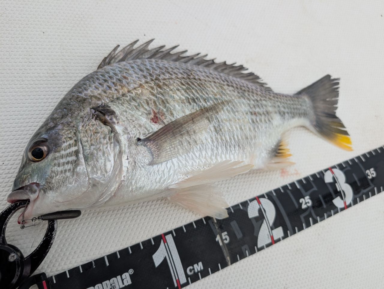 美品⭐︎ダイワ 22シルバーウルフ SV TW 1000XH PE SPECIAL 22 シルバーウルフ SV TW 1000XH PEスペシャル 右ハンドル