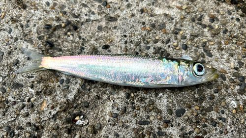 イワシの釣果
