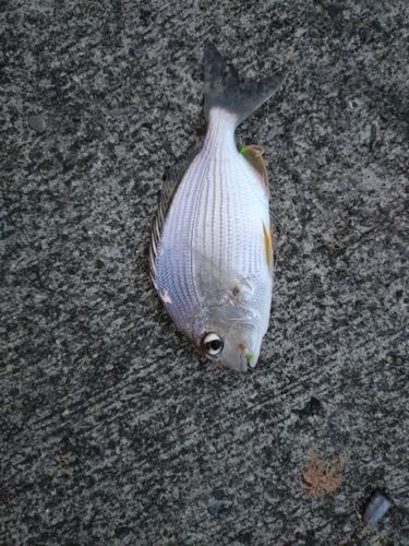 ヘダイの釣果