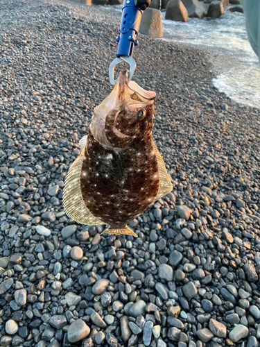 ヒラメの釣果