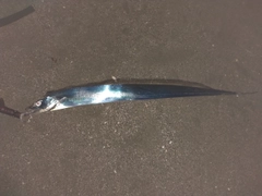 タチウオの釣果