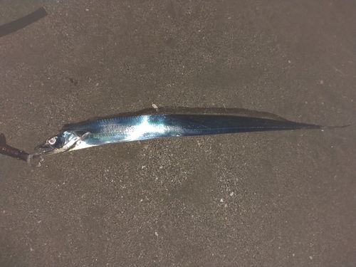 タチウオの釣果