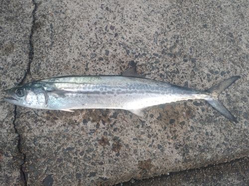 サゴシの釣果