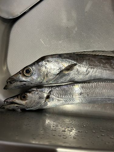 タチウオの釣果