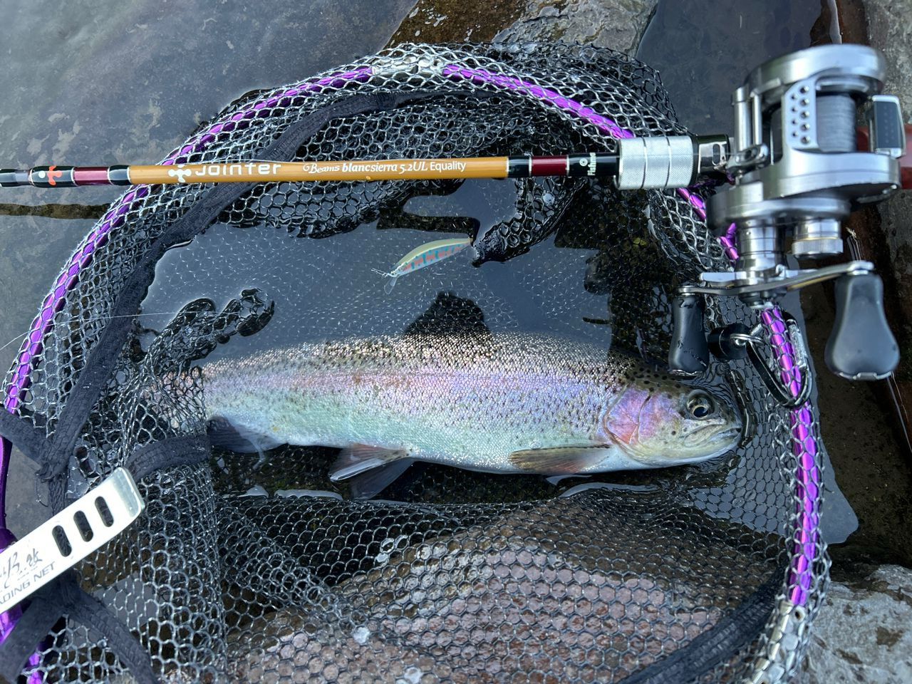 レインボートラウト