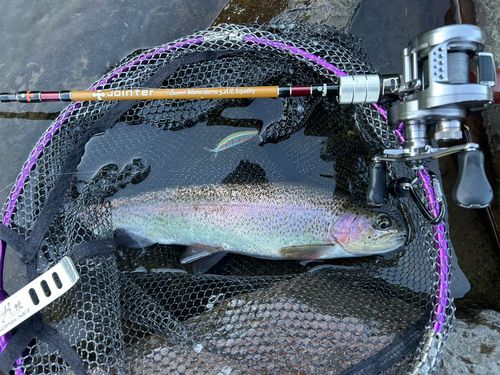 レインボートラウトの釣果