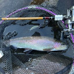 レインボートラウト