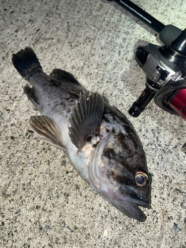 クロソイの釣果