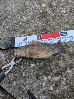 オオモンハタの釣果