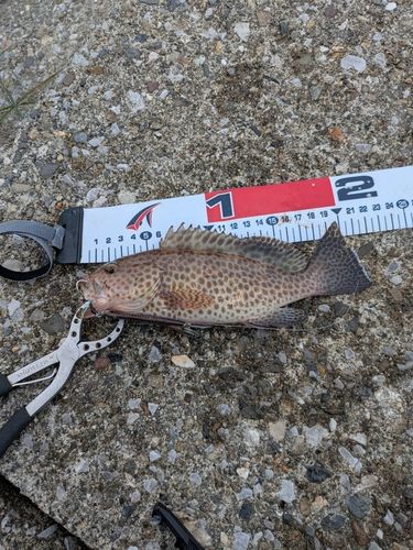 オオモンハタの釣果