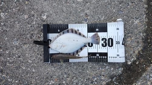 カワガレイの釣果