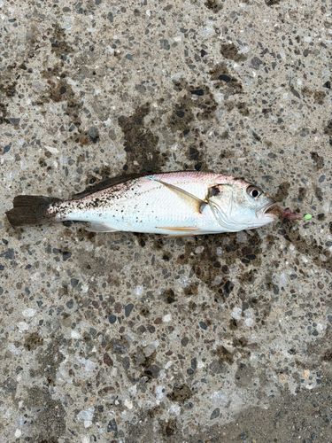 イシモチの釣果