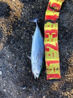 ヒラソウダの釣果