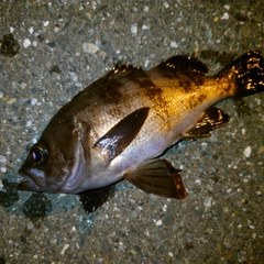 シロメバルの釣果