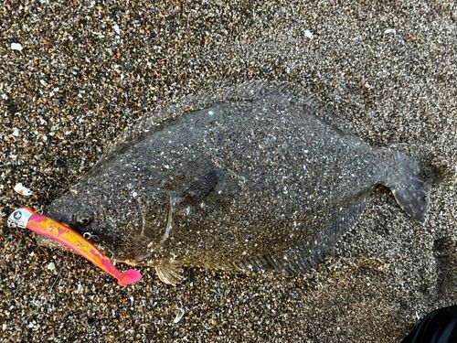 ヒラメの釣果