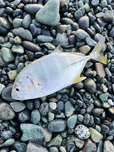 ギンガメアジの釣果