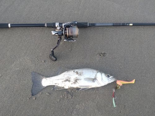 セイゴ（ヒラスズキ）の釣果