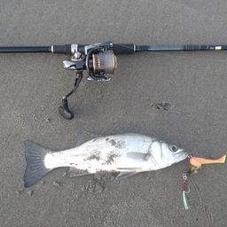 セイゴ（ヒラスズキ）