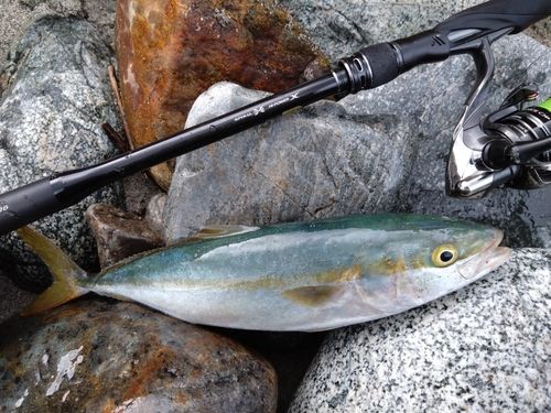 ツバイソの釣果