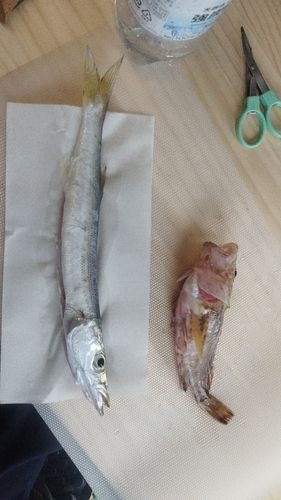 アカカマスの釣果