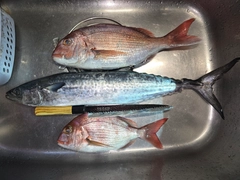 マダイの釣果