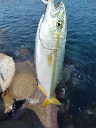 ツバスの釣果