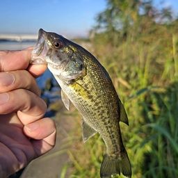 ラージマウスバス