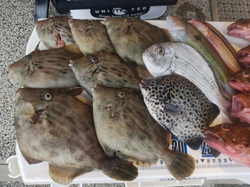 カワハギの釣果