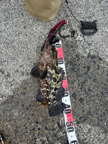 マダラハタの釣果