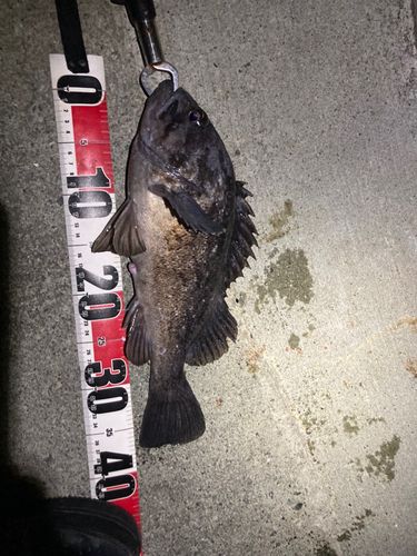 クロソイの釣果