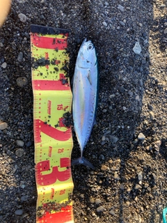 ヒラソウダの釣果