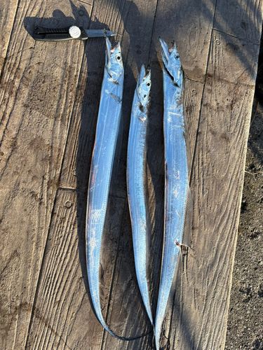 タチウオの釣果