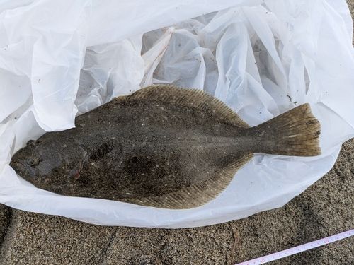 ヒラメの釣果