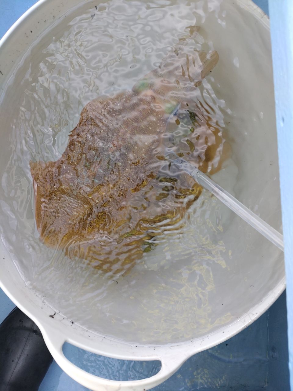 釣れ！たかさんの釣果 2枚目の画像